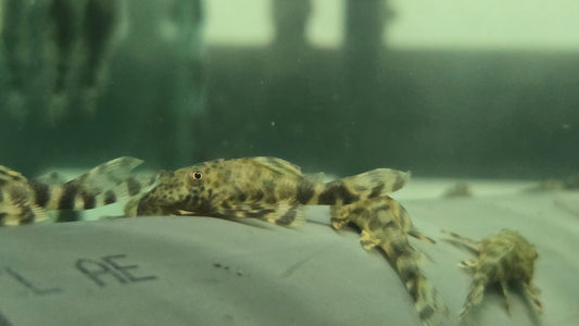 Pleco L205
