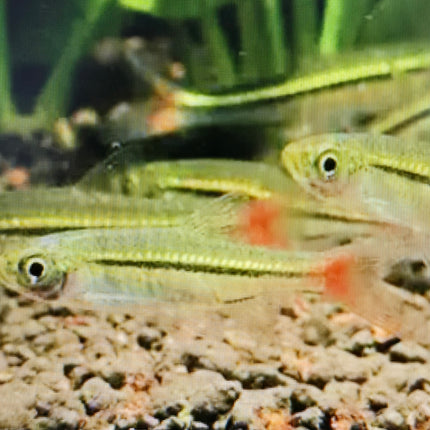 Rasbora borapetensis 1-1.5cm