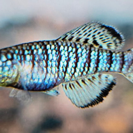 Nothobranchius fuscotaeniatus 3-4cm