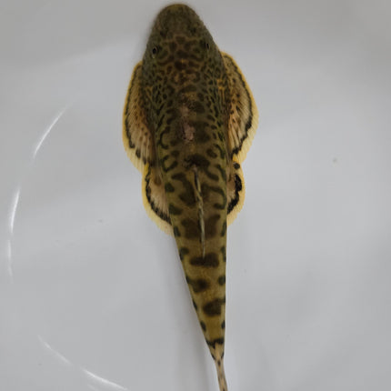 Sewelia breviventralis 4-6cm