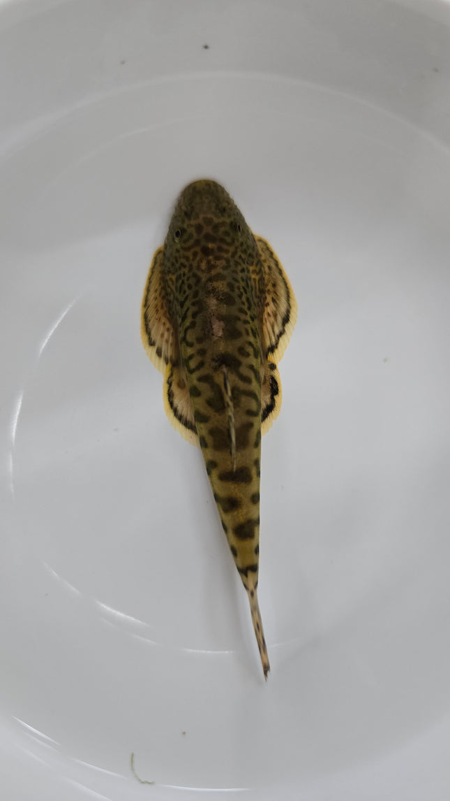Sewelia breviventralis 4-6cm