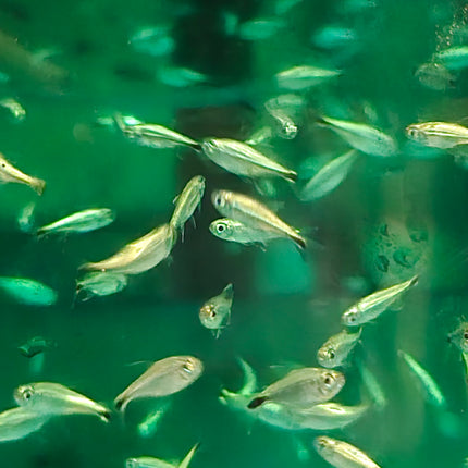 Gold tetra 1.5cm