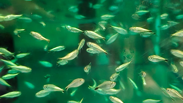 Gold tetra 1.5cm