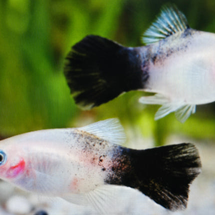 Panda platy 3cm