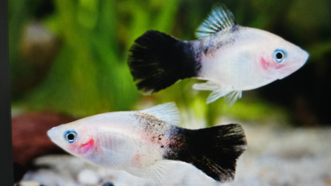 Panda platy 3cm
