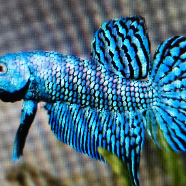 Betta male HMPK Green alien 3cm