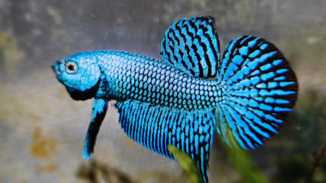 Betta male HMPK Green alien 3cm