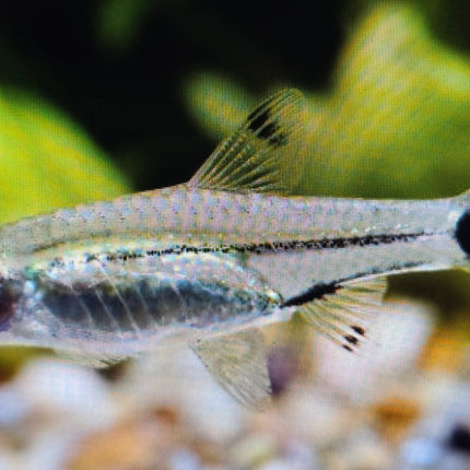 Dwarf scisscortail rasbora 1.5cm