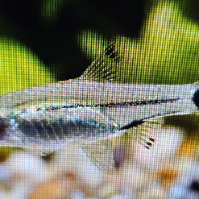 Dwarf scissortail rasbora 1.5cm