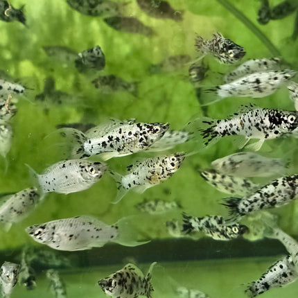 Lyretail Dalmatian molly 3cm