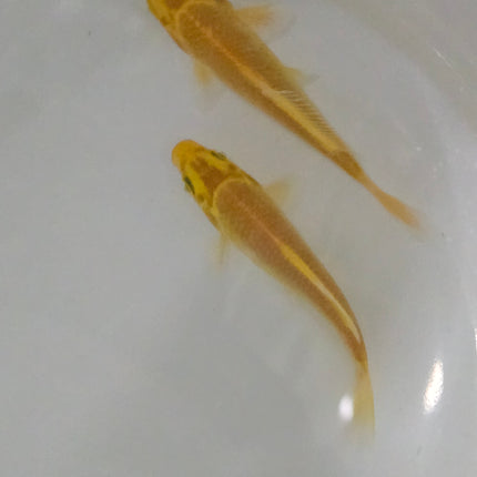 Golden koi