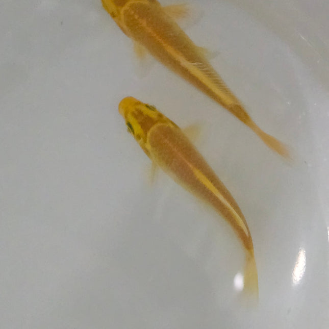 Golden koi