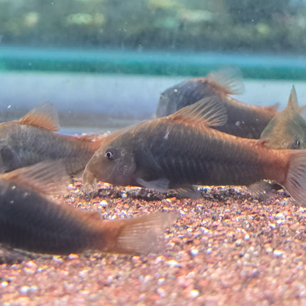 Corydoras Hephaestus 3cm