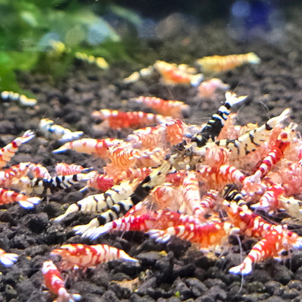 Fancy tiger shrimp 1cm
