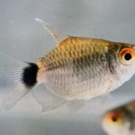Balloon red eye tetra 2cm