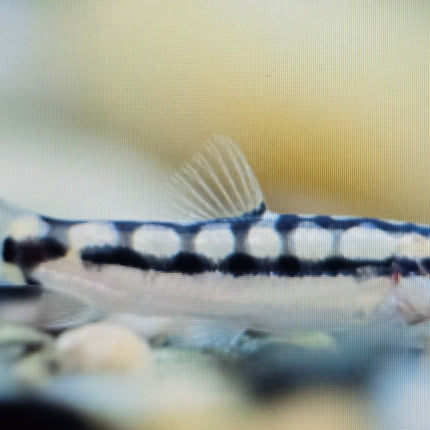 Botia Sidthimunki 3cm