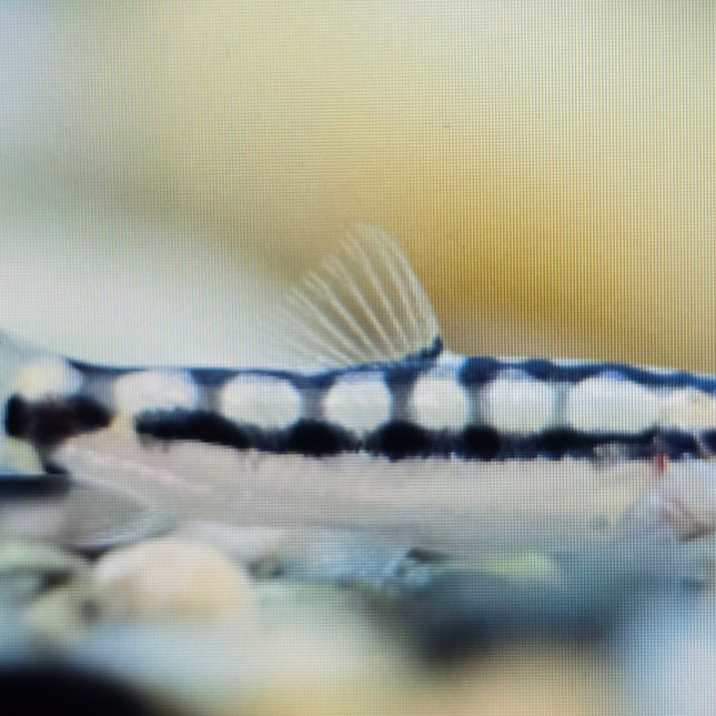 Botia Sidthimunki 3cm