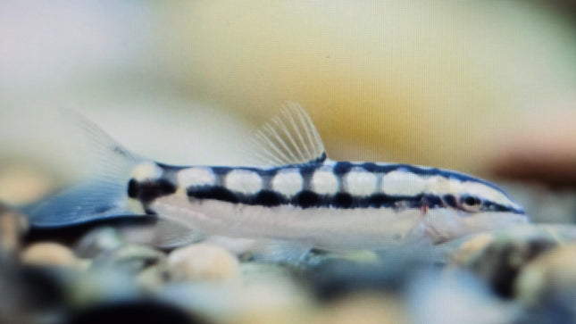Botia Sidthimunki 3cm