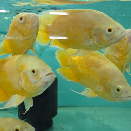 Lemon oscar 10-12cm