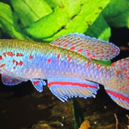 Aphyosemion filamentosum 3-4cm