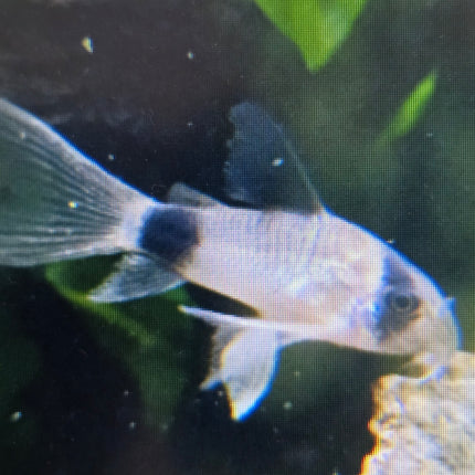 Longfin panda corydoras 3cm