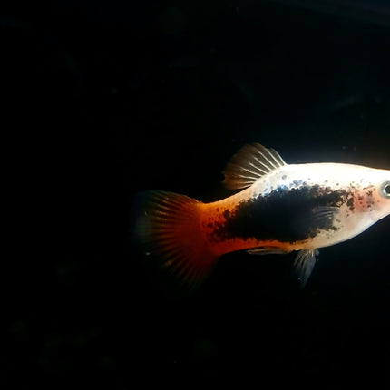 Sunburst tuxedo platy 3cm