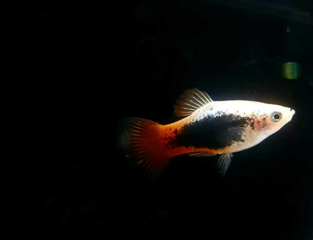 Sunburst tuxedo platy 3cm