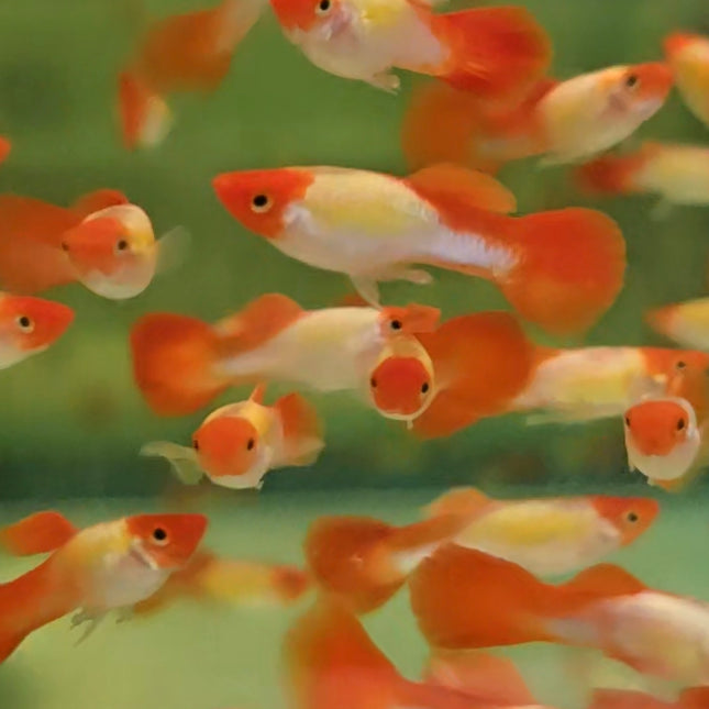 Golden koi guppy males 3cm