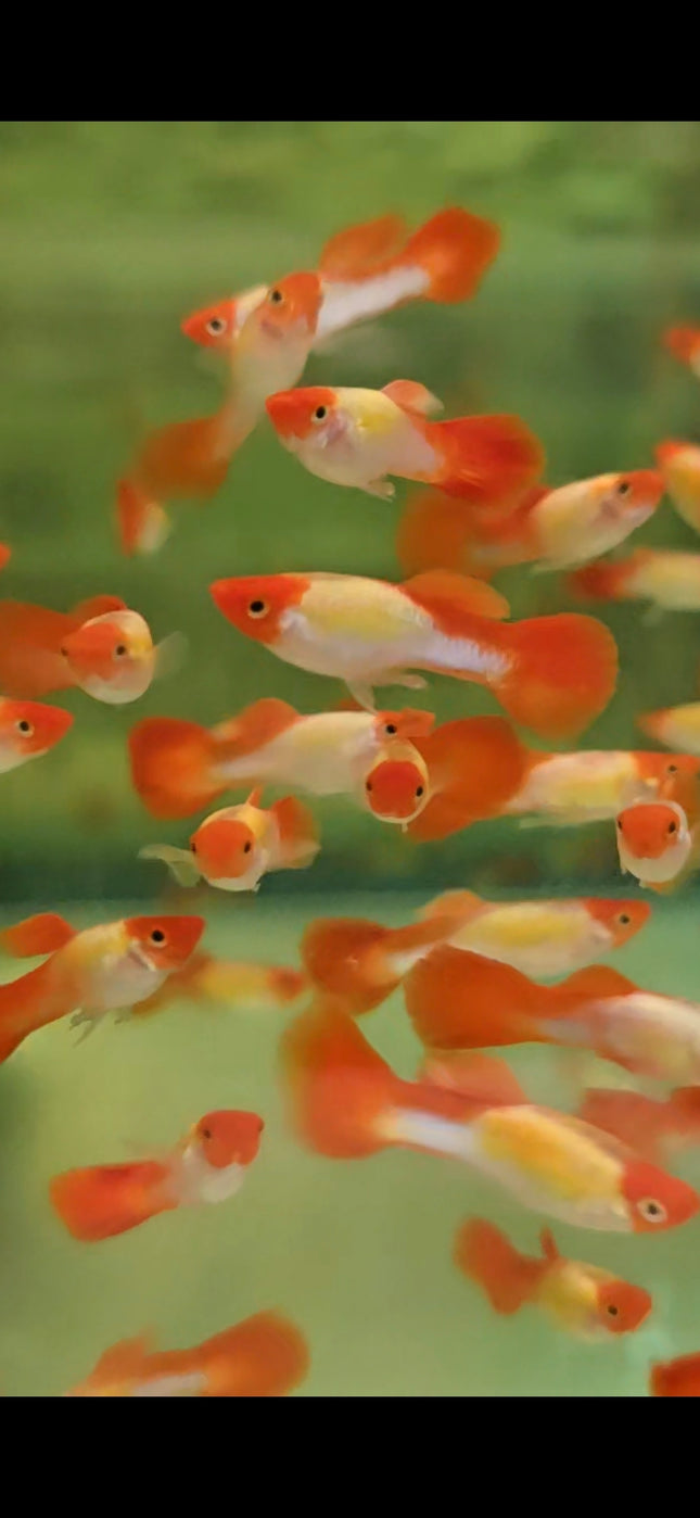 Golden koi guppy male 3cm