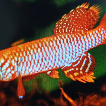 Nothobranchius kisaki 3-4cm