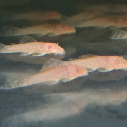 Pleco L144 Albino 4cm