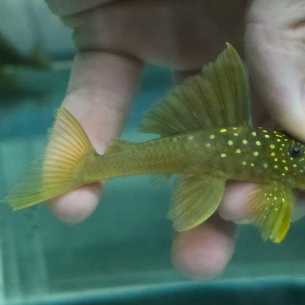 Pleco L200 green phantom 6-8cm