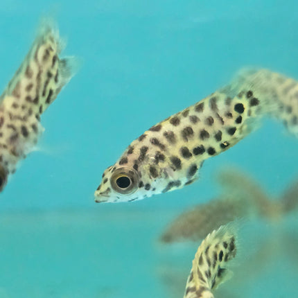 Leopard ctenopoma 2.5-3cm