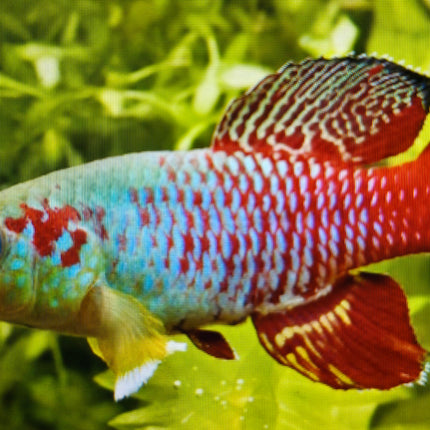 Nothobranchius Guentheri 3-4cm