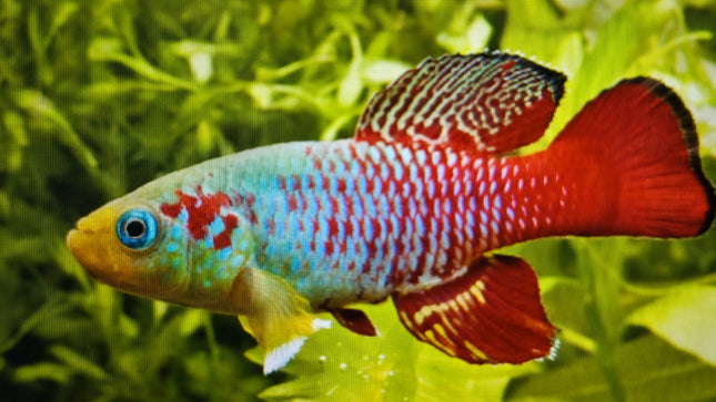 Nothobranchius Guentheri 3-4cm