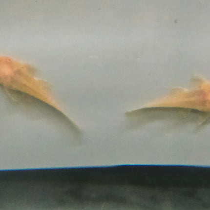 Pleco L144 Albino 4cm