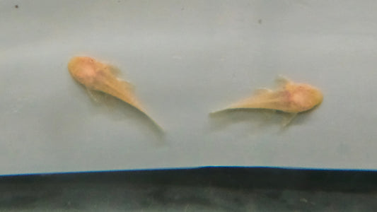 Pleco L144 Albino 3cm