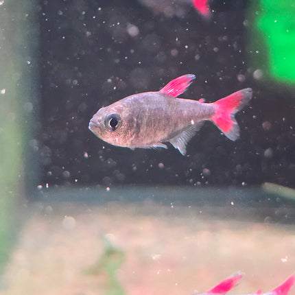 Eilyos tetra 2cm