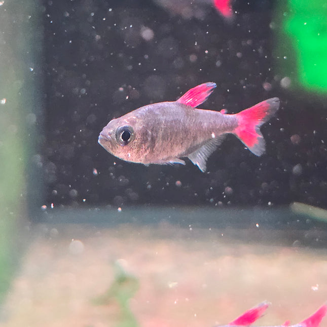 Eilyos tetra 2cm