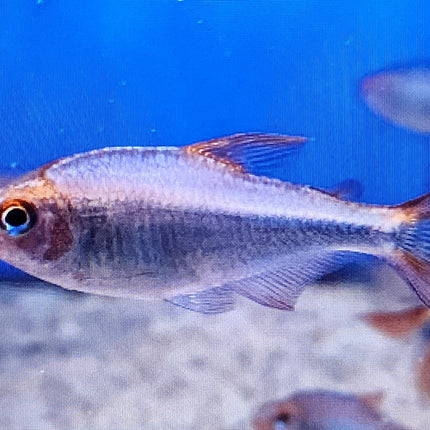 Blueberry tetra 2.5cm