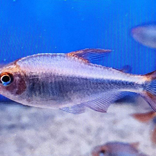 Blueberry tetra 2.5cm