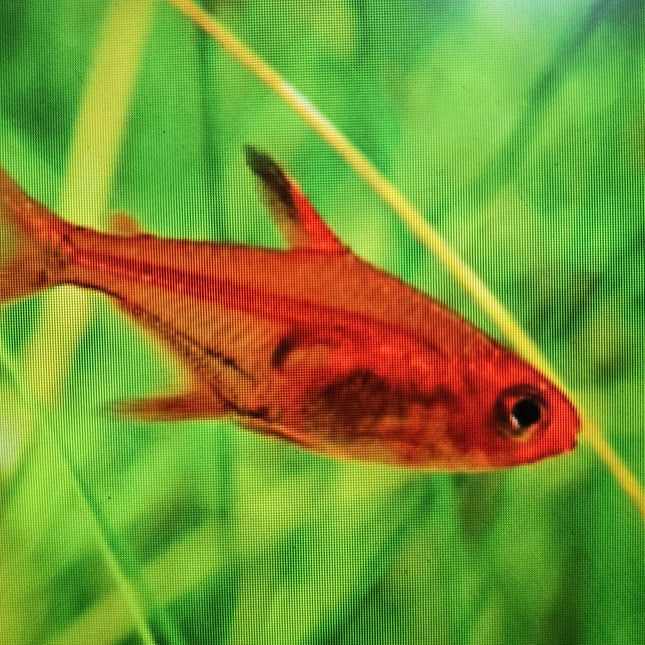 Ember tetra 2cm