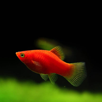 Red balloon platy 2.5-3cm