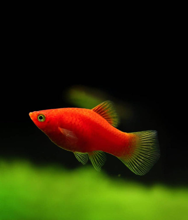 Red balloon platy 2.5-3cm