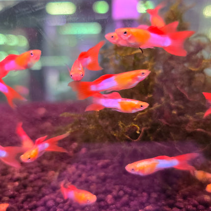 Lyretail japan blue endler guppy male 2.5cm