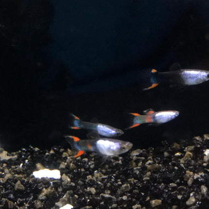 Metallic tuxedo endler guppy 1.5cm