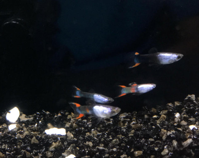 Metallic tuxedo endler guppy 1.5cm