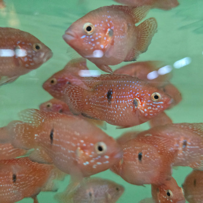Balloon red jewel cichlid 5-6cm