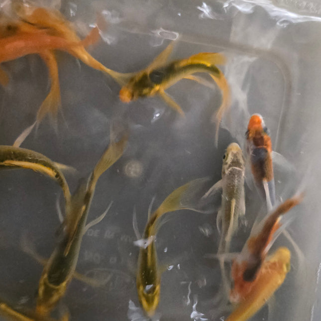 Assorted longfin koi