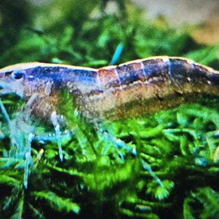 Malayan colour shrimp (Wild) 1-1.5cm